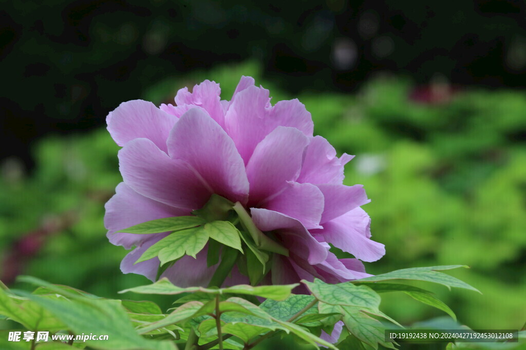 牡丹花  