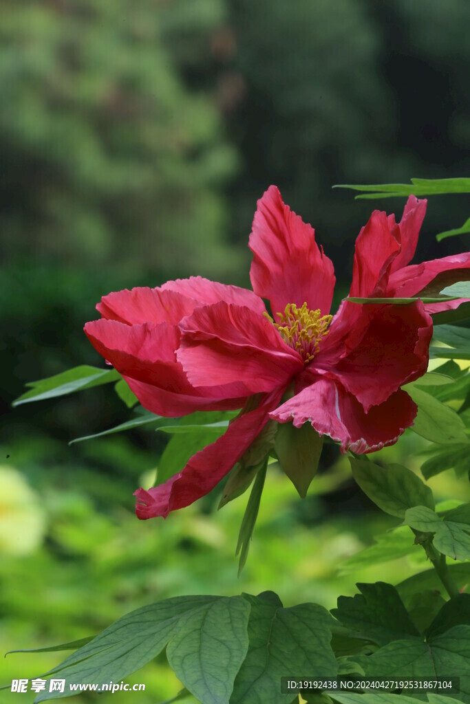 牡丹花  
