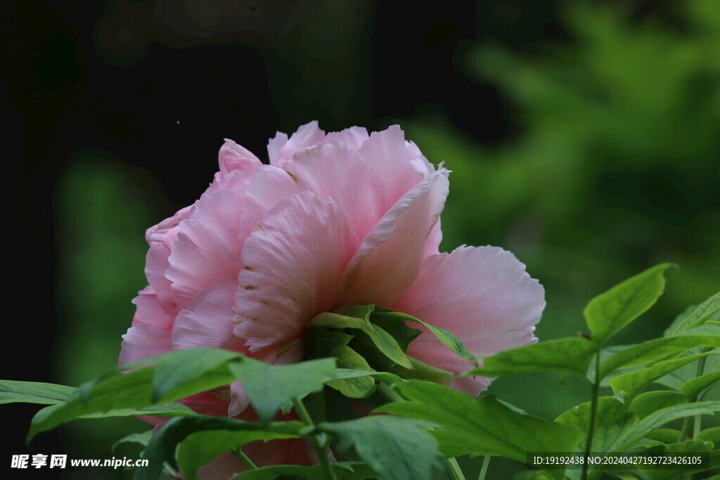 牡丹花 