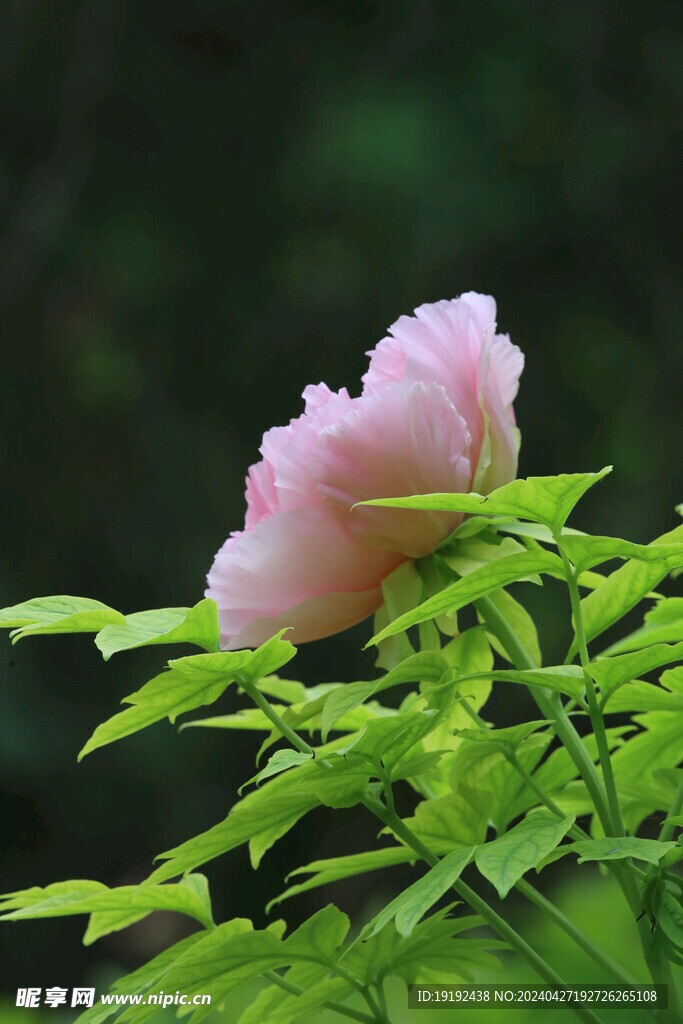 牡丹花 