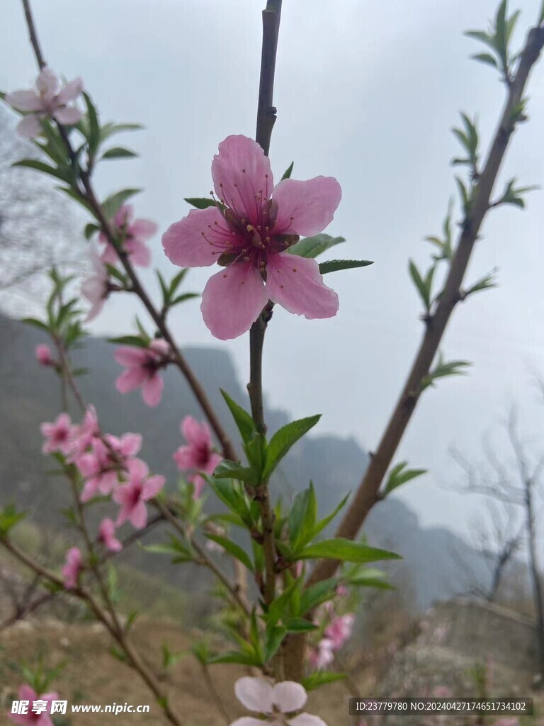 桃花