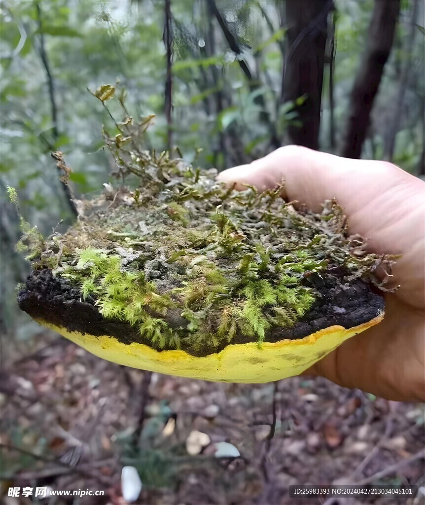 桑黄
