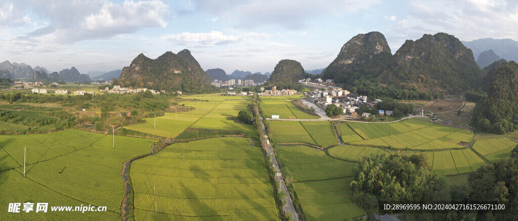 绿色稻田风光