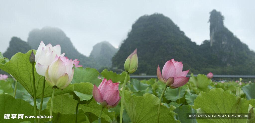 荷花美景