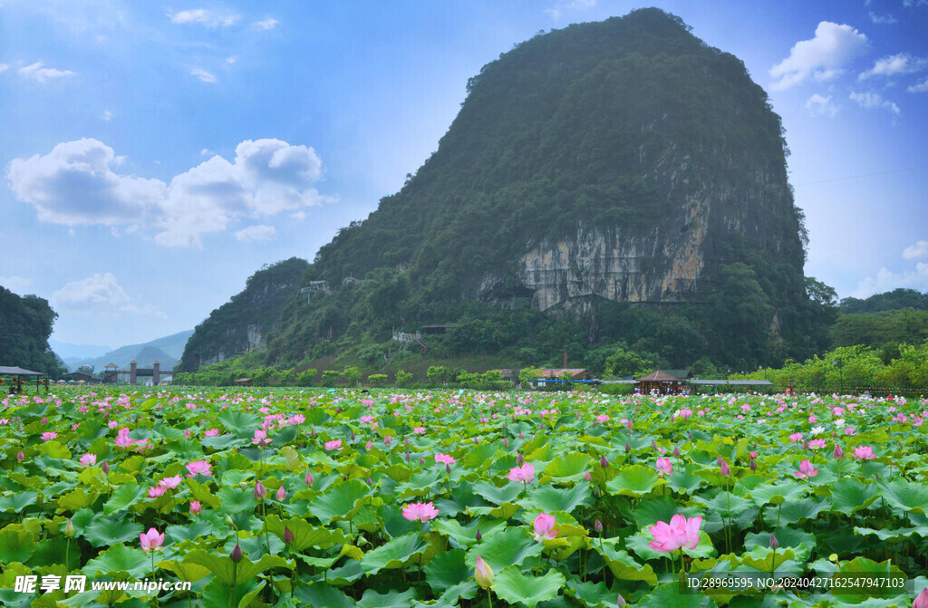 峰林晓镇荷花湖