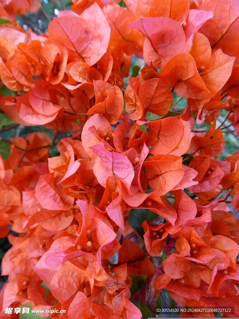 三角梅 花卉 紫三角 叶子花 
