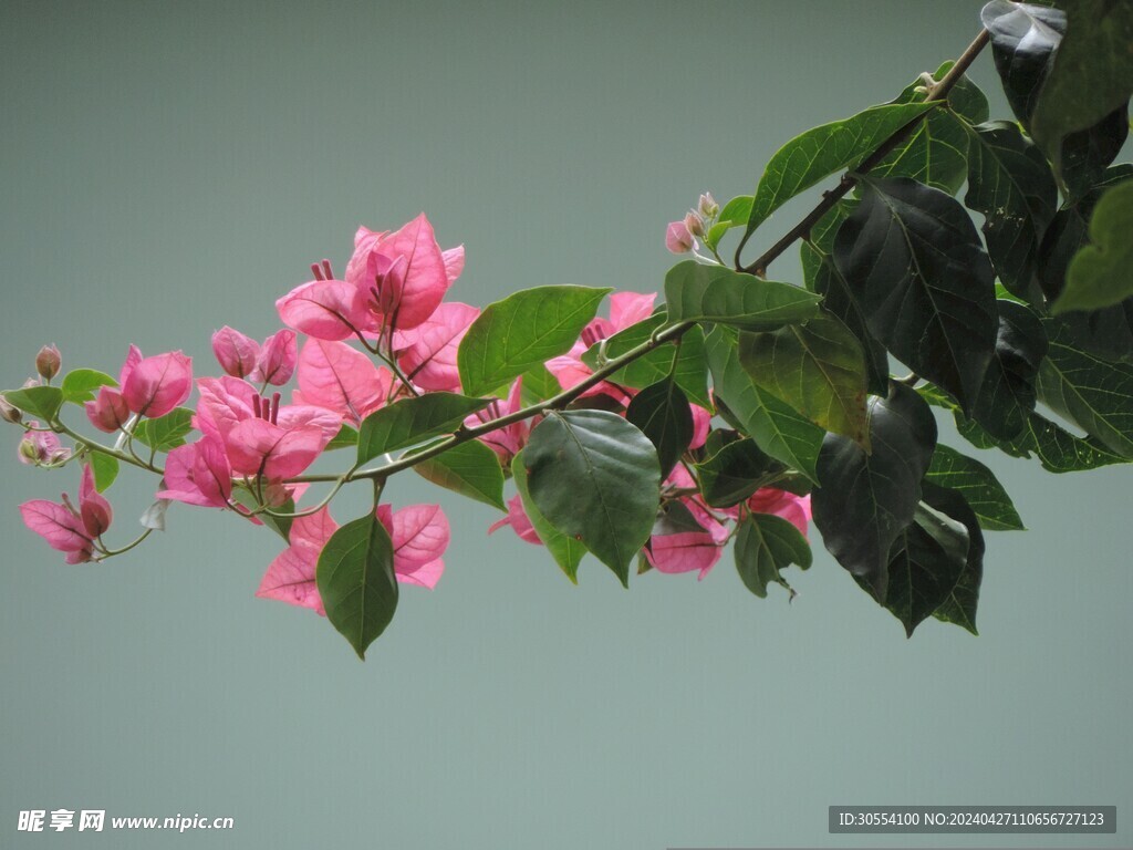三角梅 花卉 紫三角 叶子花 