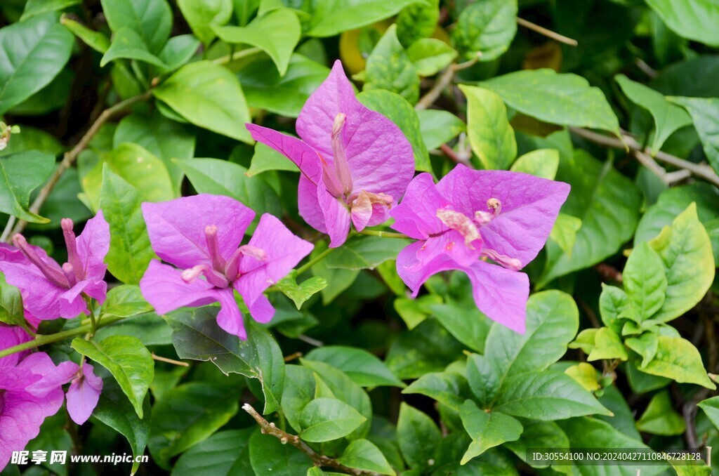 三角梅 园林花草 园林风景 叶