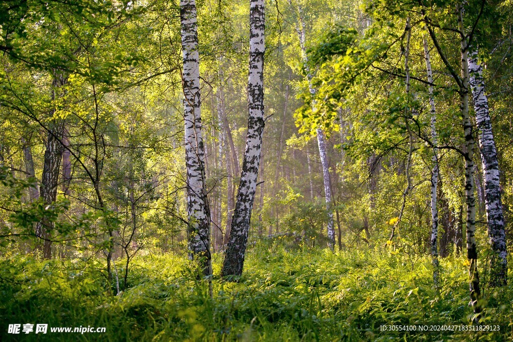 森林图片