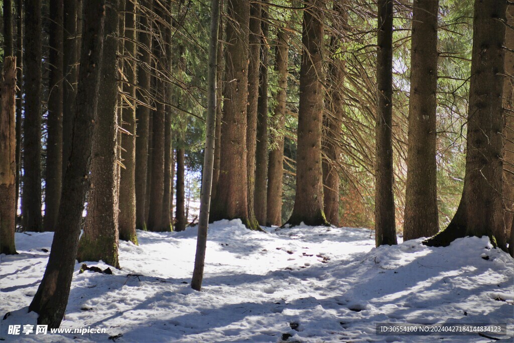 森林图片