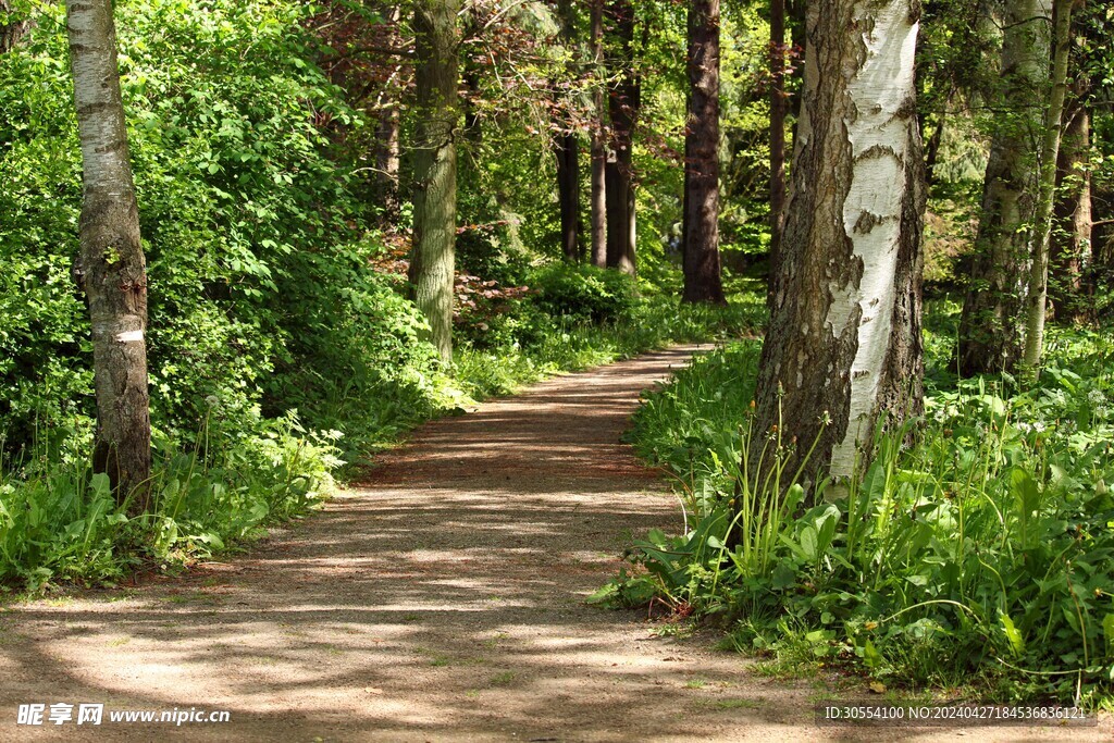 森林图片