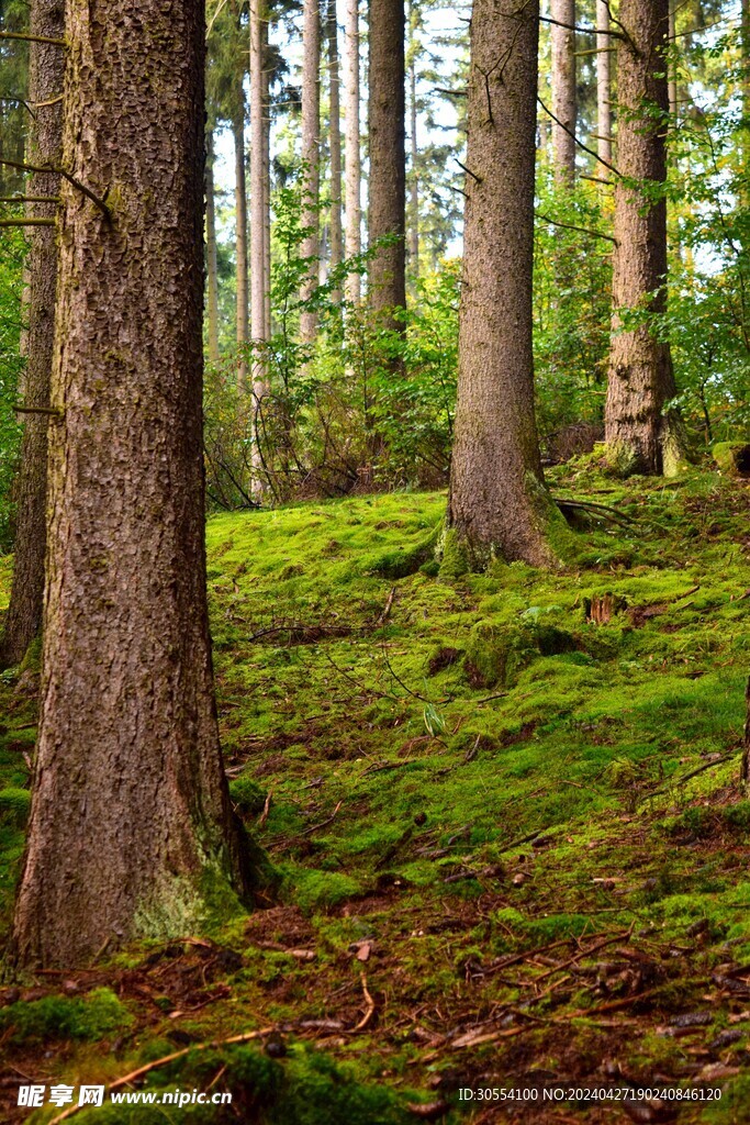 森林图片