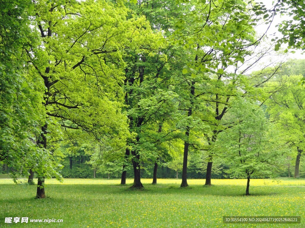 森林图片