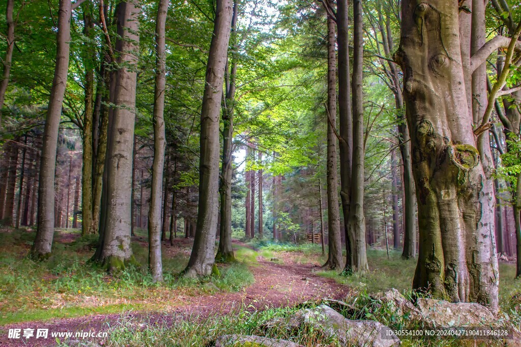 森林图片