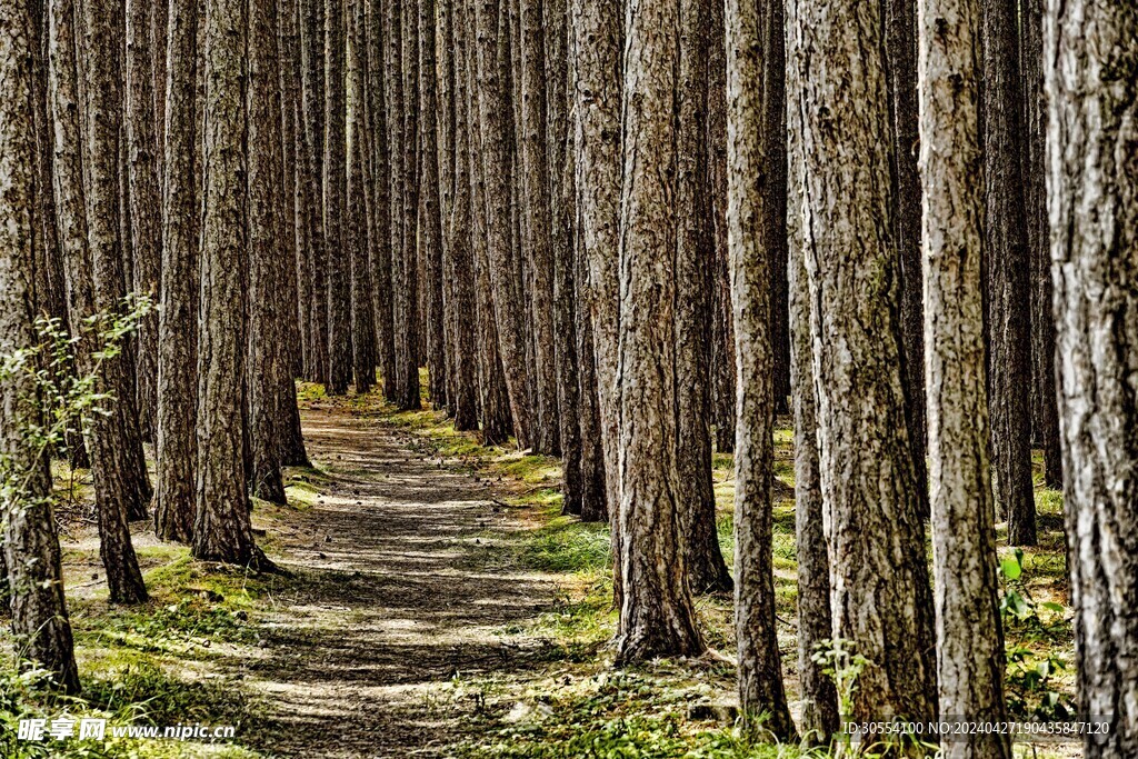  森林图片