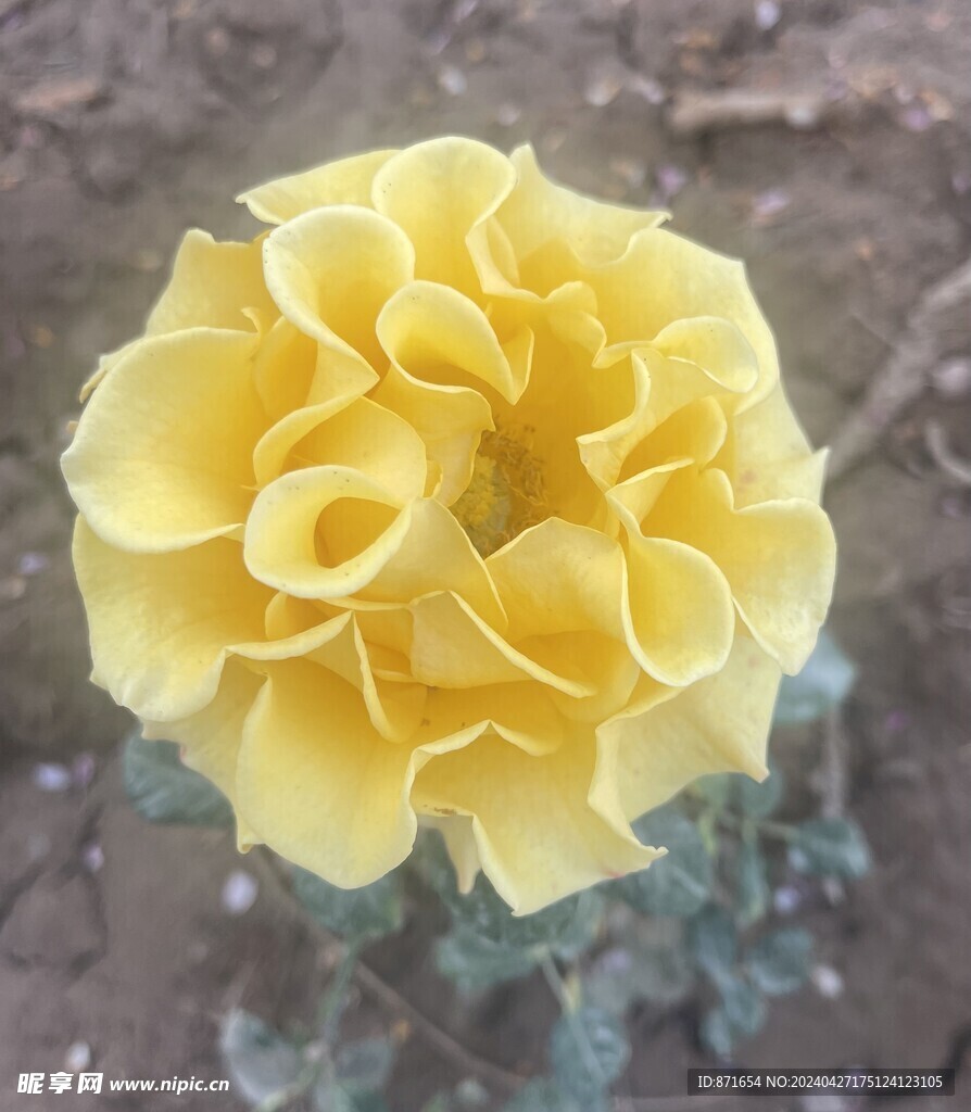 月季花