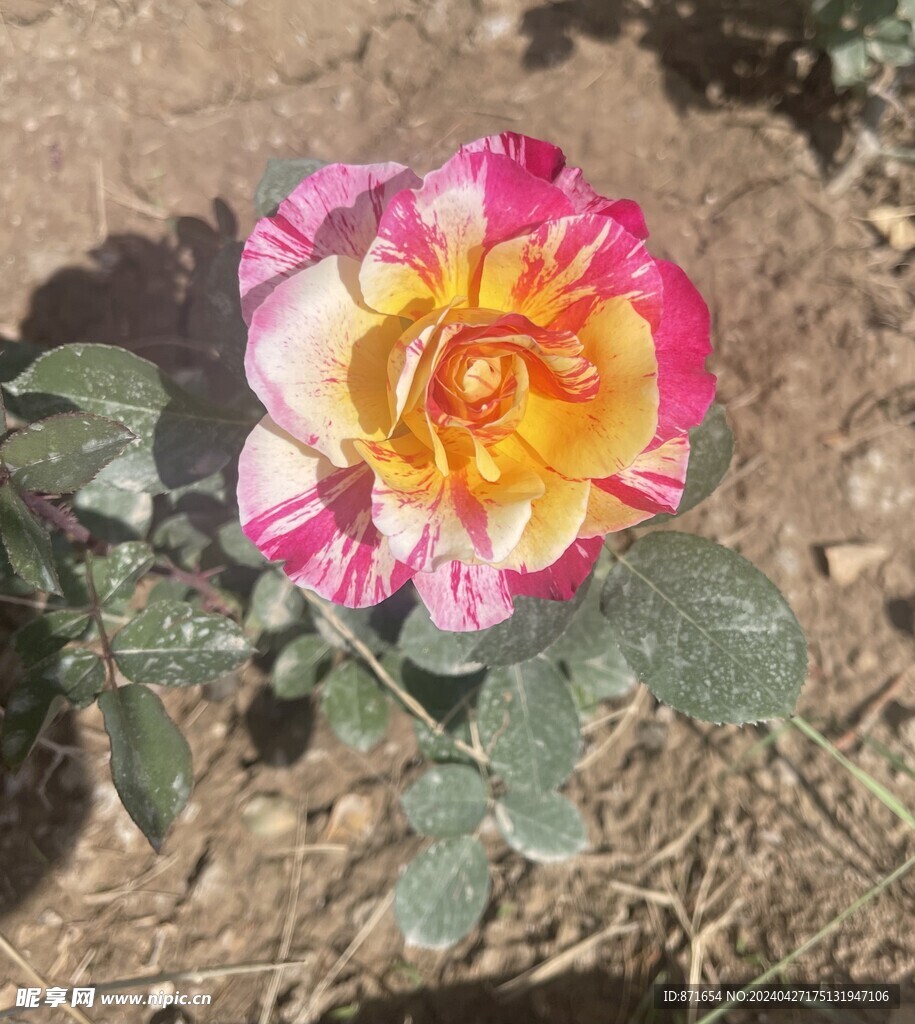 月季花