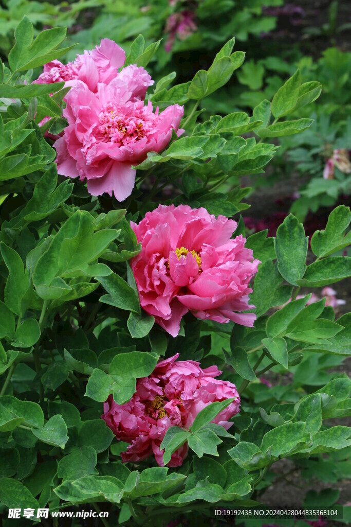 牡丹花 