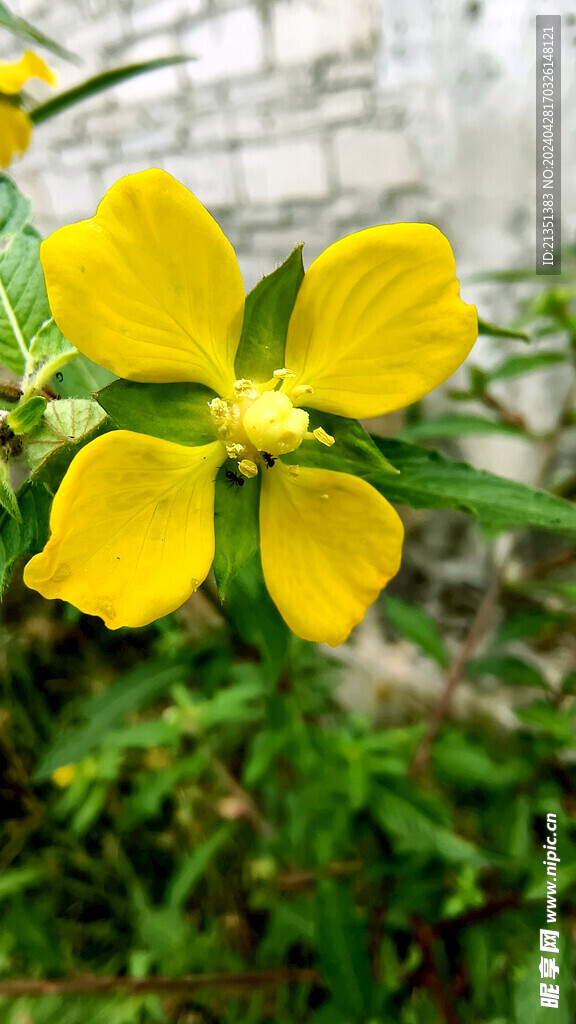 毛草龙