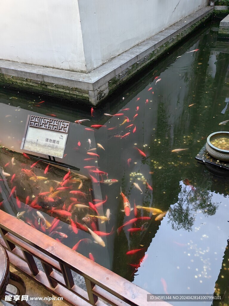 鱼