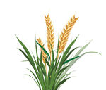 小满节气矢量手绘谷物小麦
