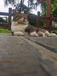 公园里的猫