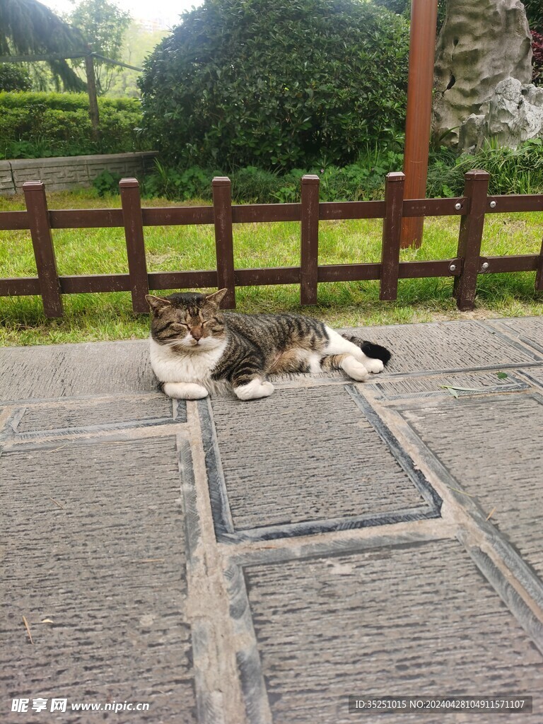 公园里的猫咪