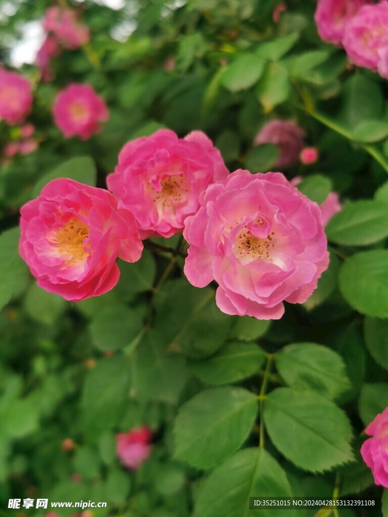 七姊妹 蔷薇