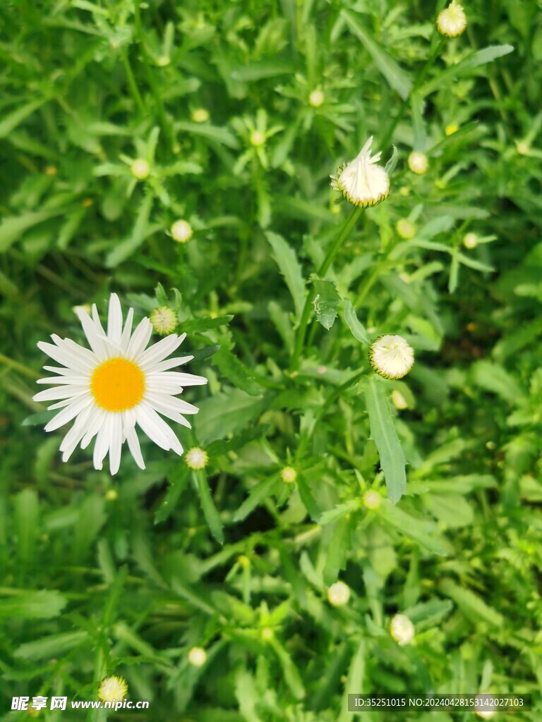 大滨菊 雏菊