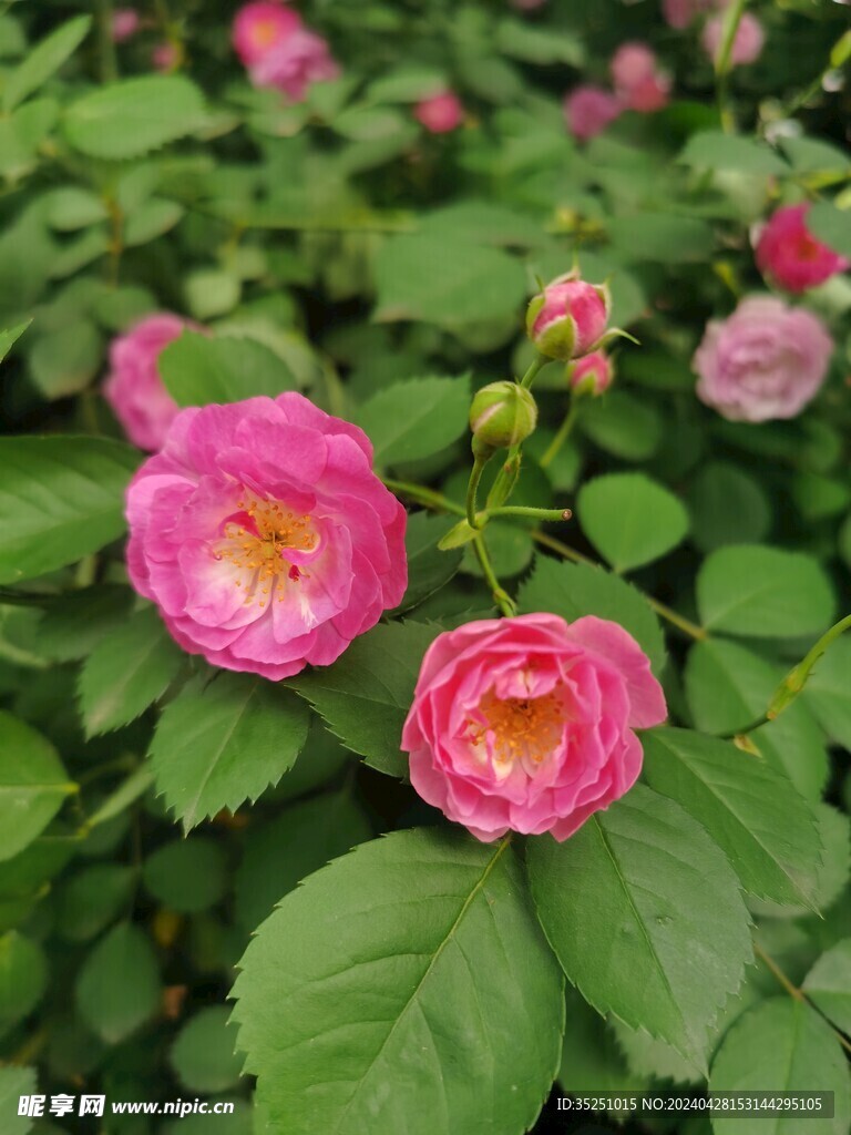 七姊妹蔷薇花