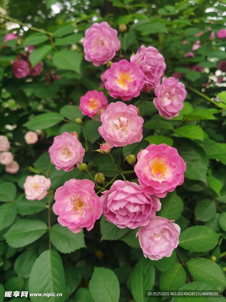 七姊妹 蔷薇花