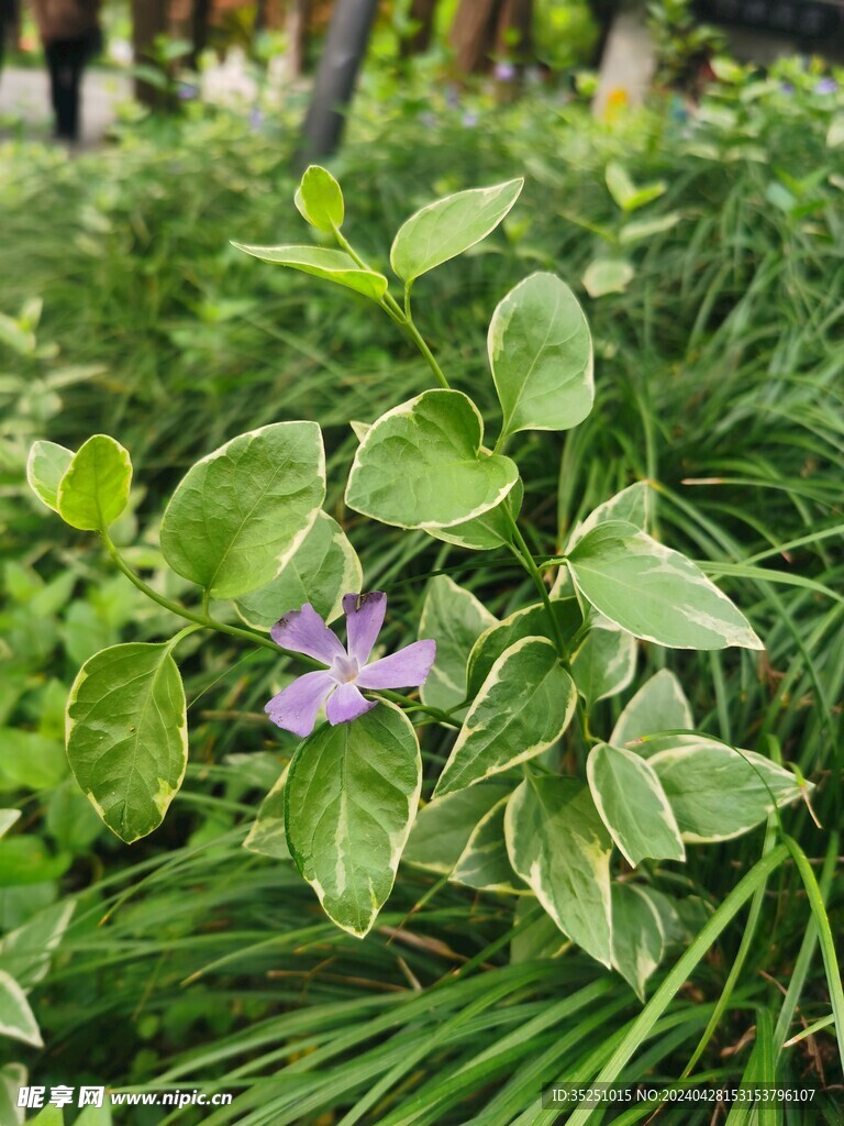 蔓长春花