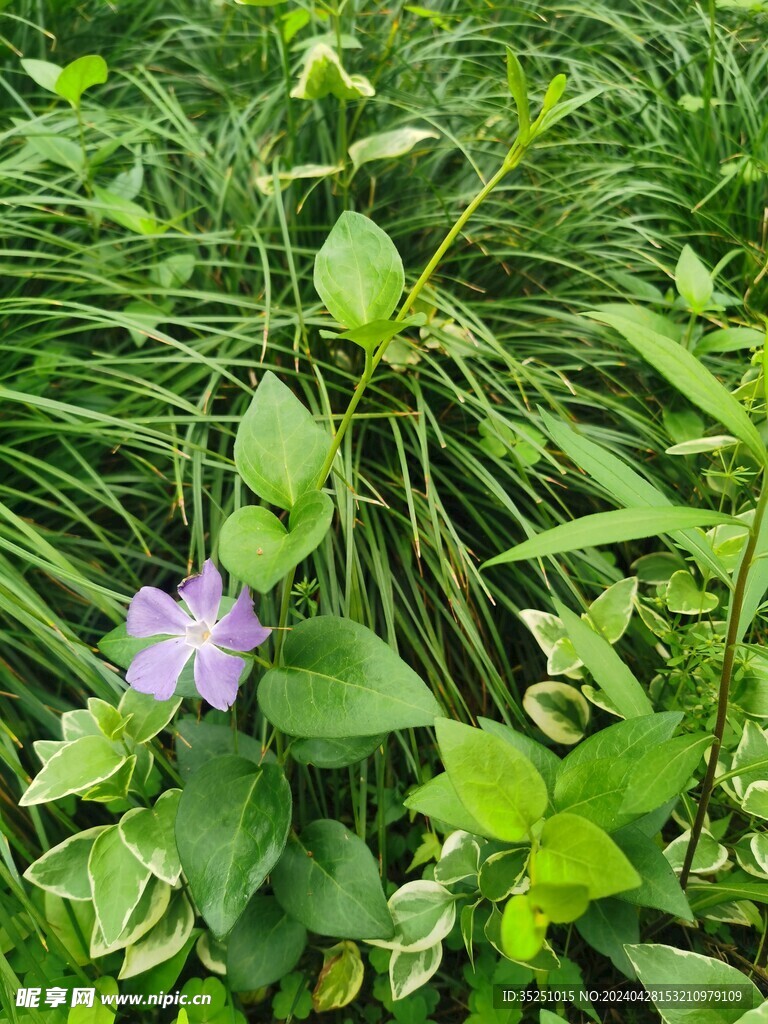 蔓长春花