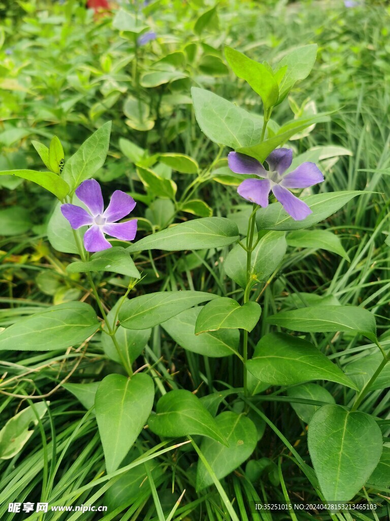 蔓长春花