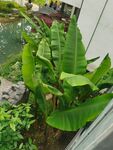 芭蕉