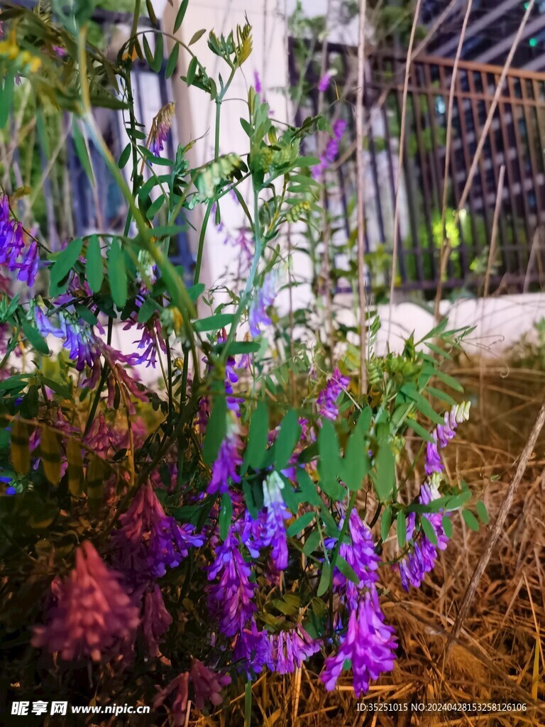 野豌豆花 