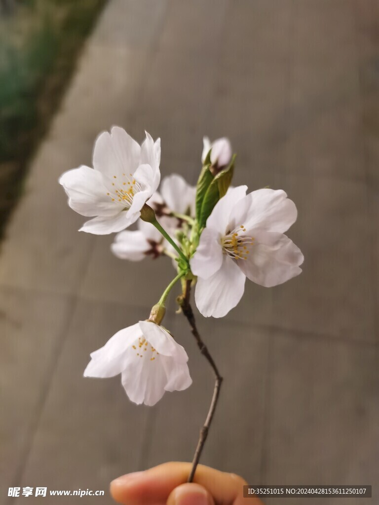 桃花 梨花