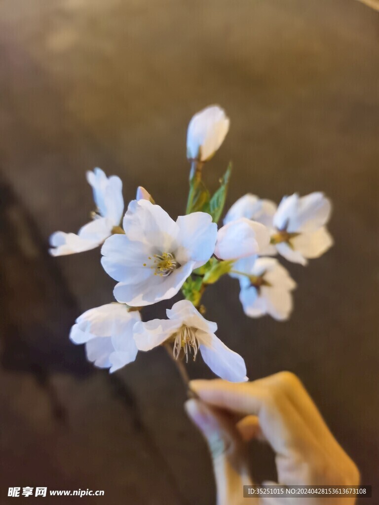 桃花 梨花