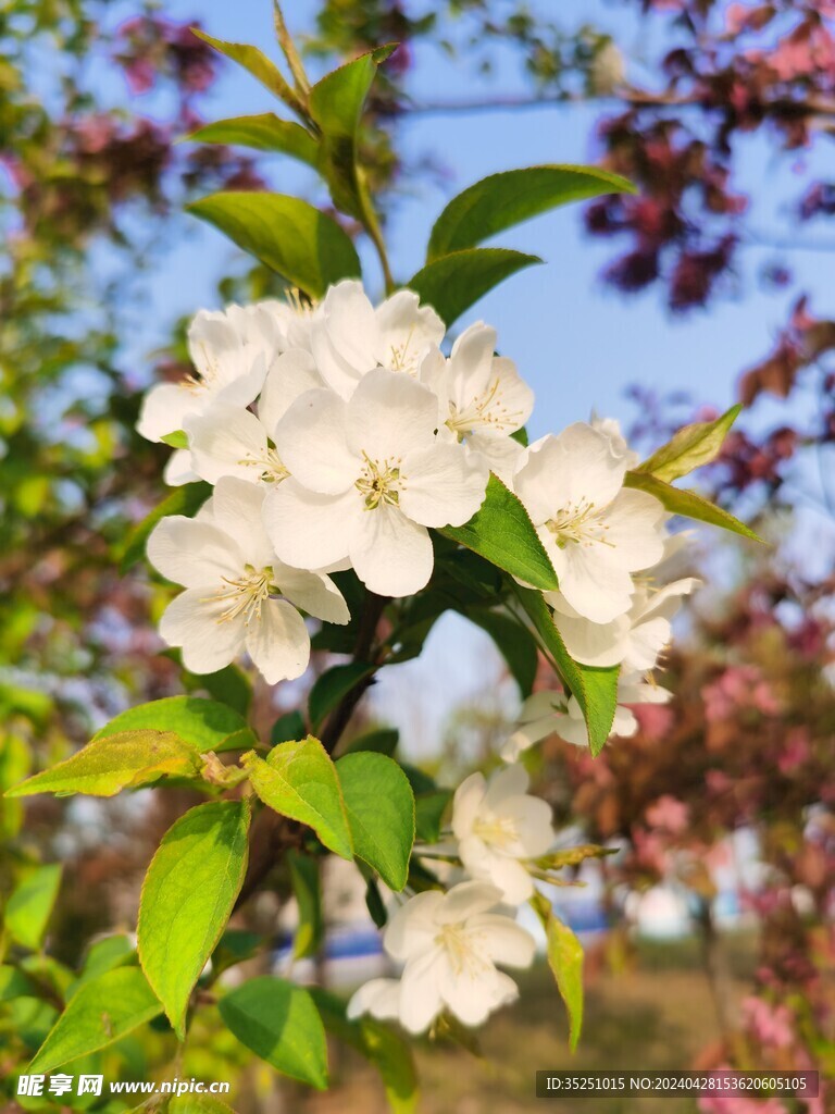 樱花 桃花 梨花