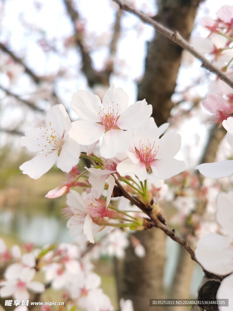 桃花 梨花