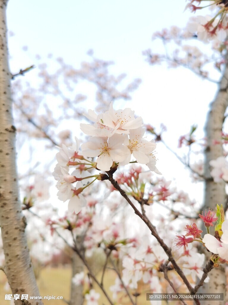 桃花 梨花