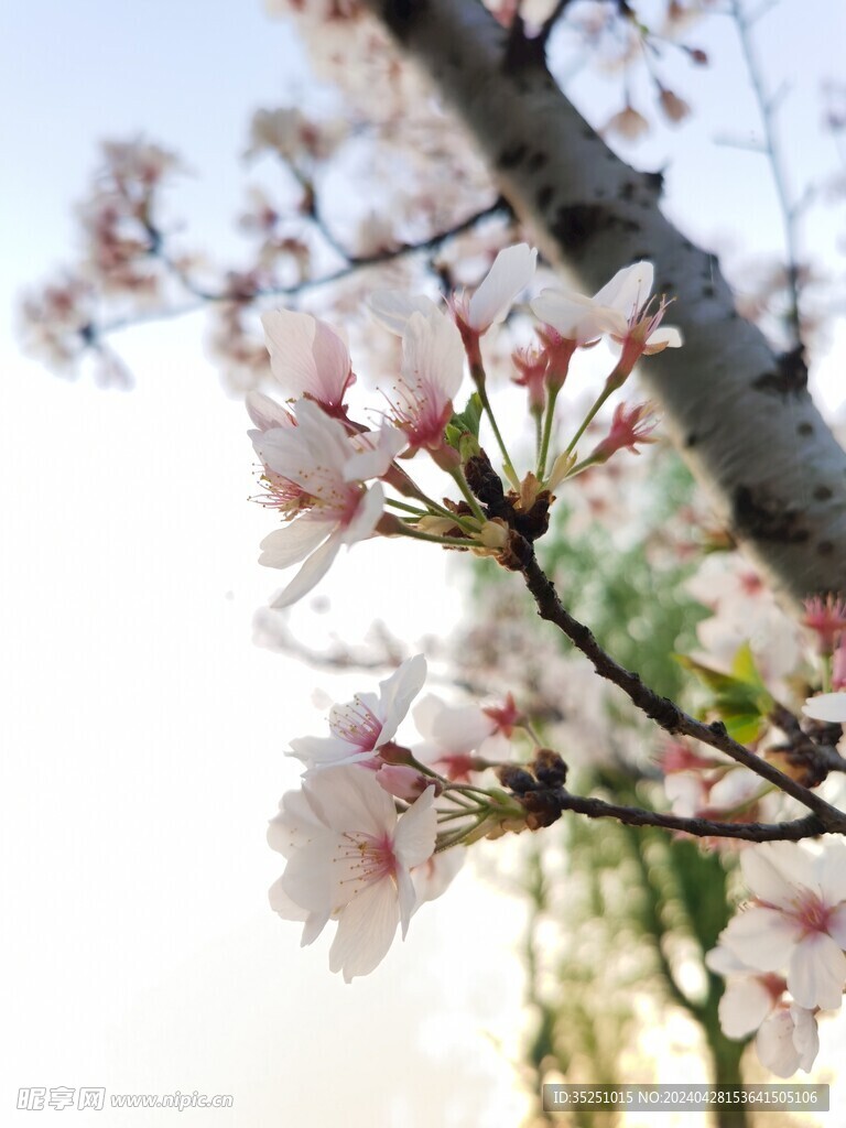 桃花 梨花