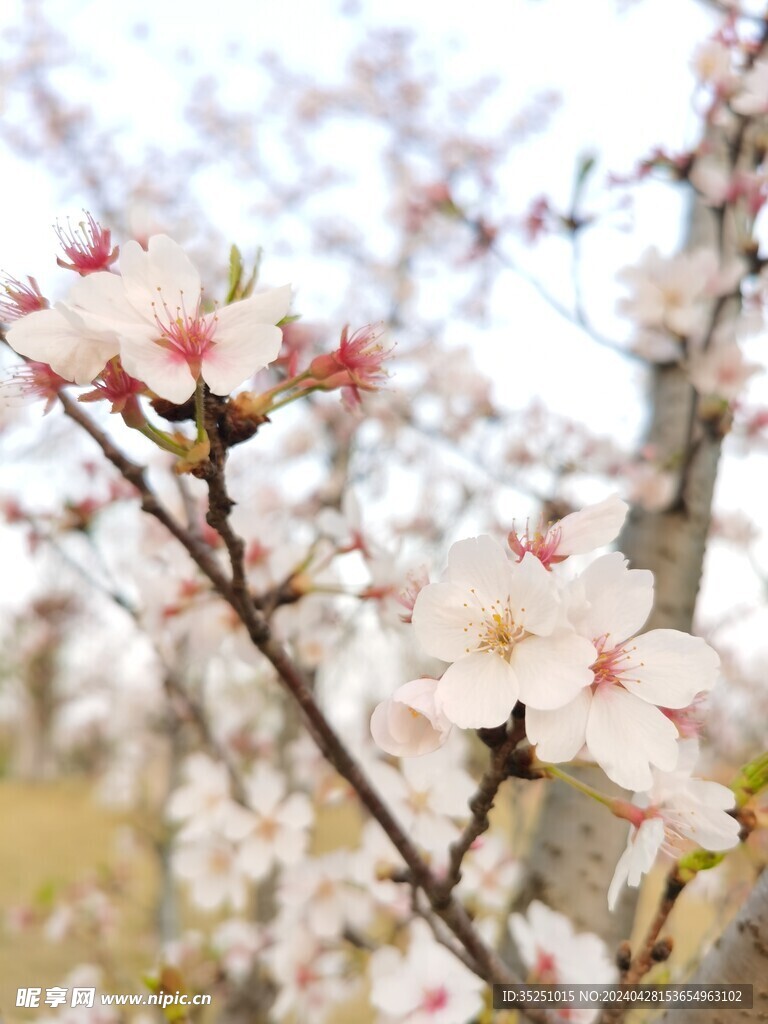 桃花 梨花