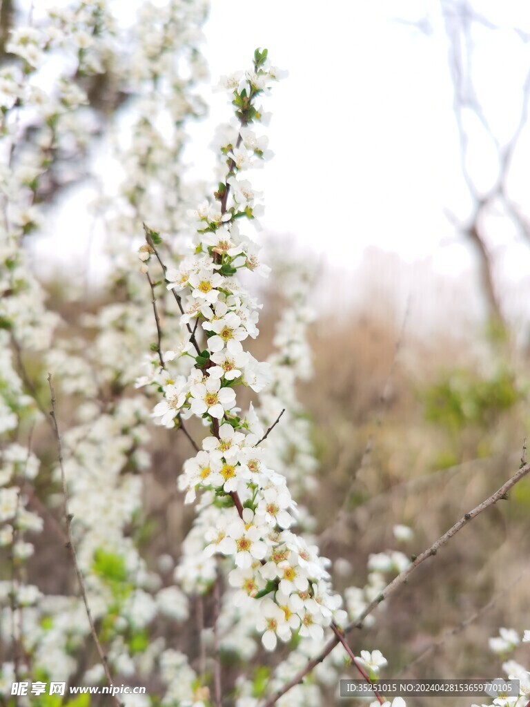 桃花 梨花