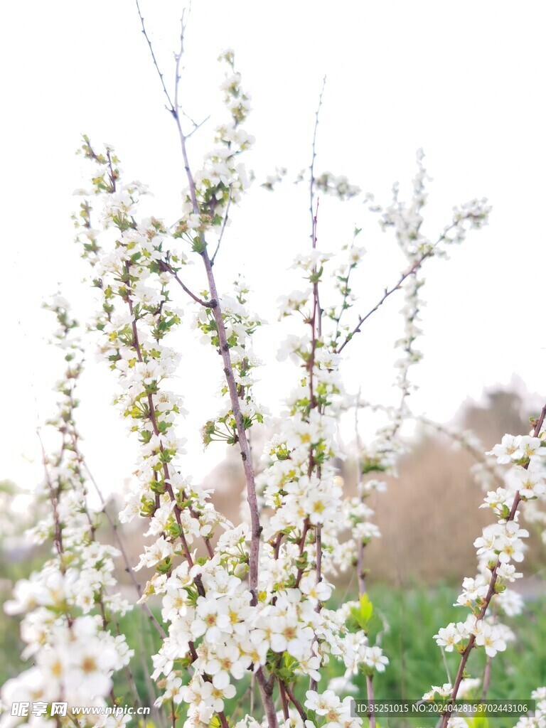 桃花 梨花