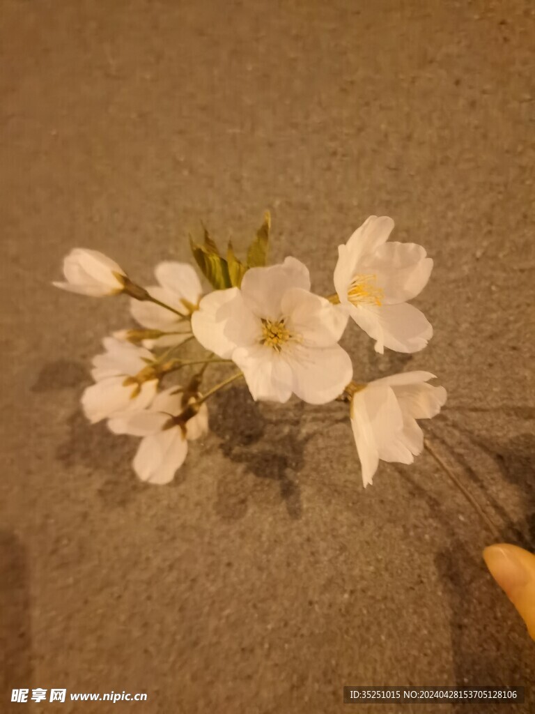 桃花 梨花