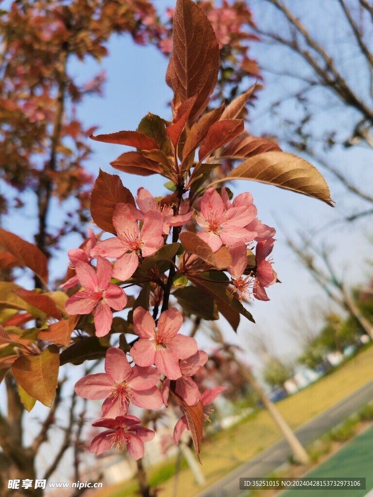 桃花 梨花