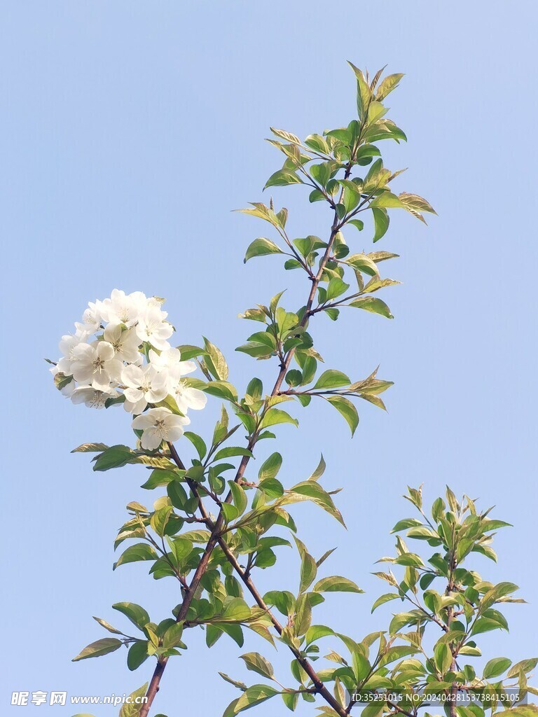 桃花 梨花