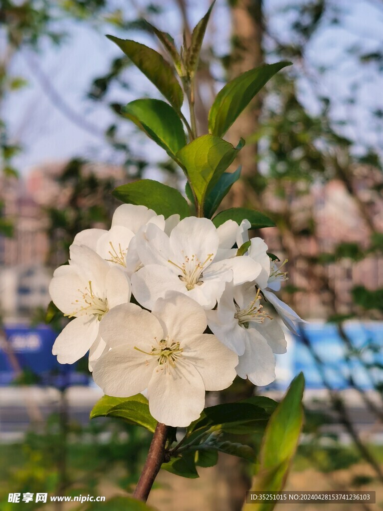 桃花 梨花