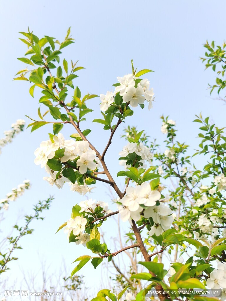 桃花 梨花